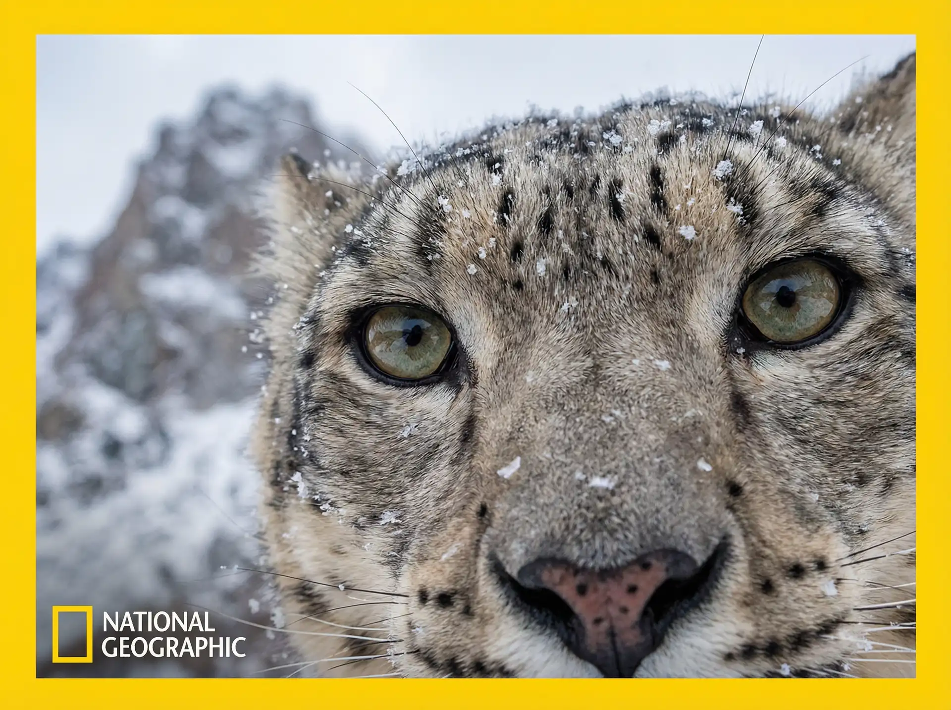 雪山幽灵 - 猎奇纪录片 探花
